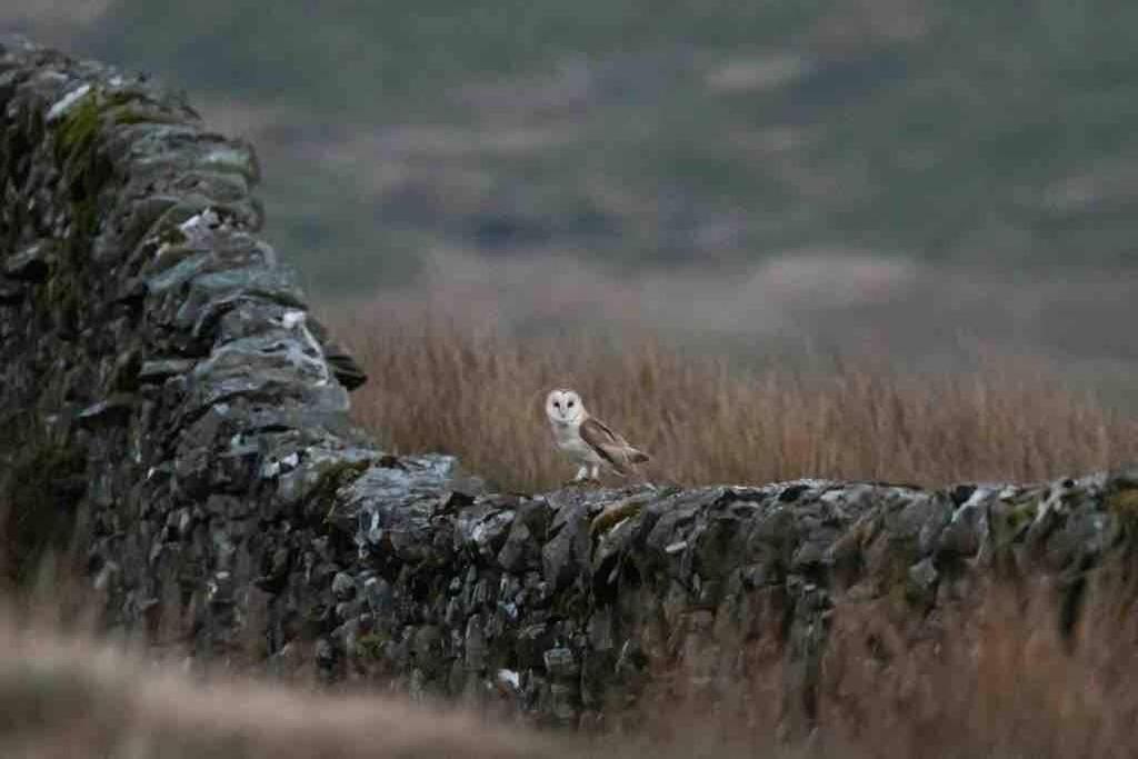 Kingsdale Head Cottage Weathercote Luaran gambar
